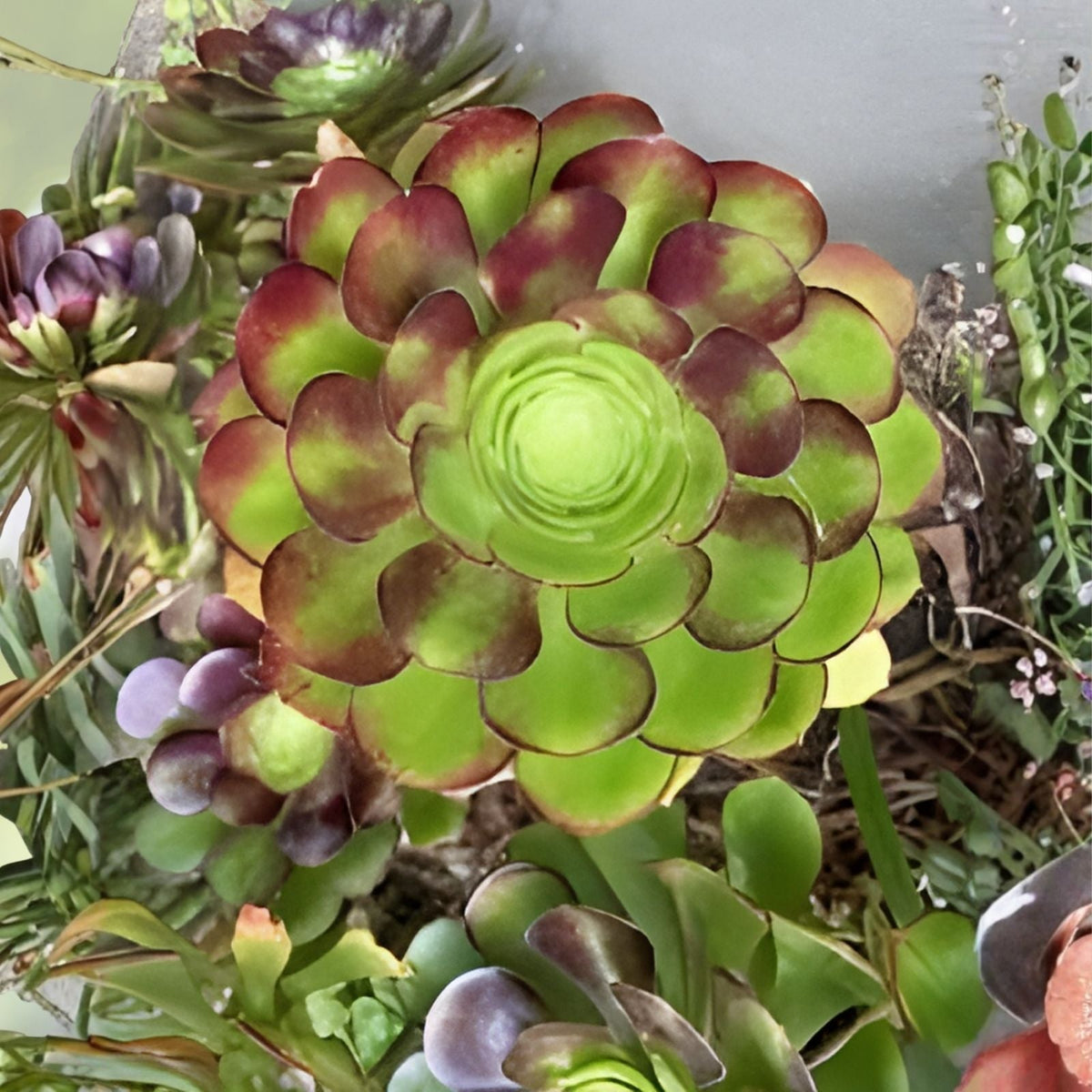 Big Rose Aeonium Cuttings 6-8" Wide Red Tip Variety Succulent Plant Cuttings Aeonium 'Big Rose'