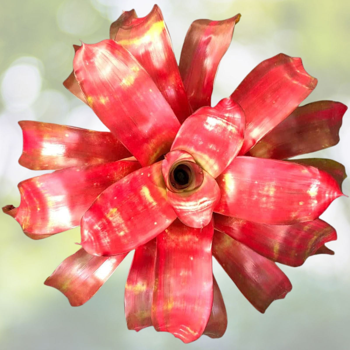 Neoregelia Plant 6" Golden Gate Bromeliad – Tropical Indoor Houseplant (Neoregelia spp.) for Home Décor