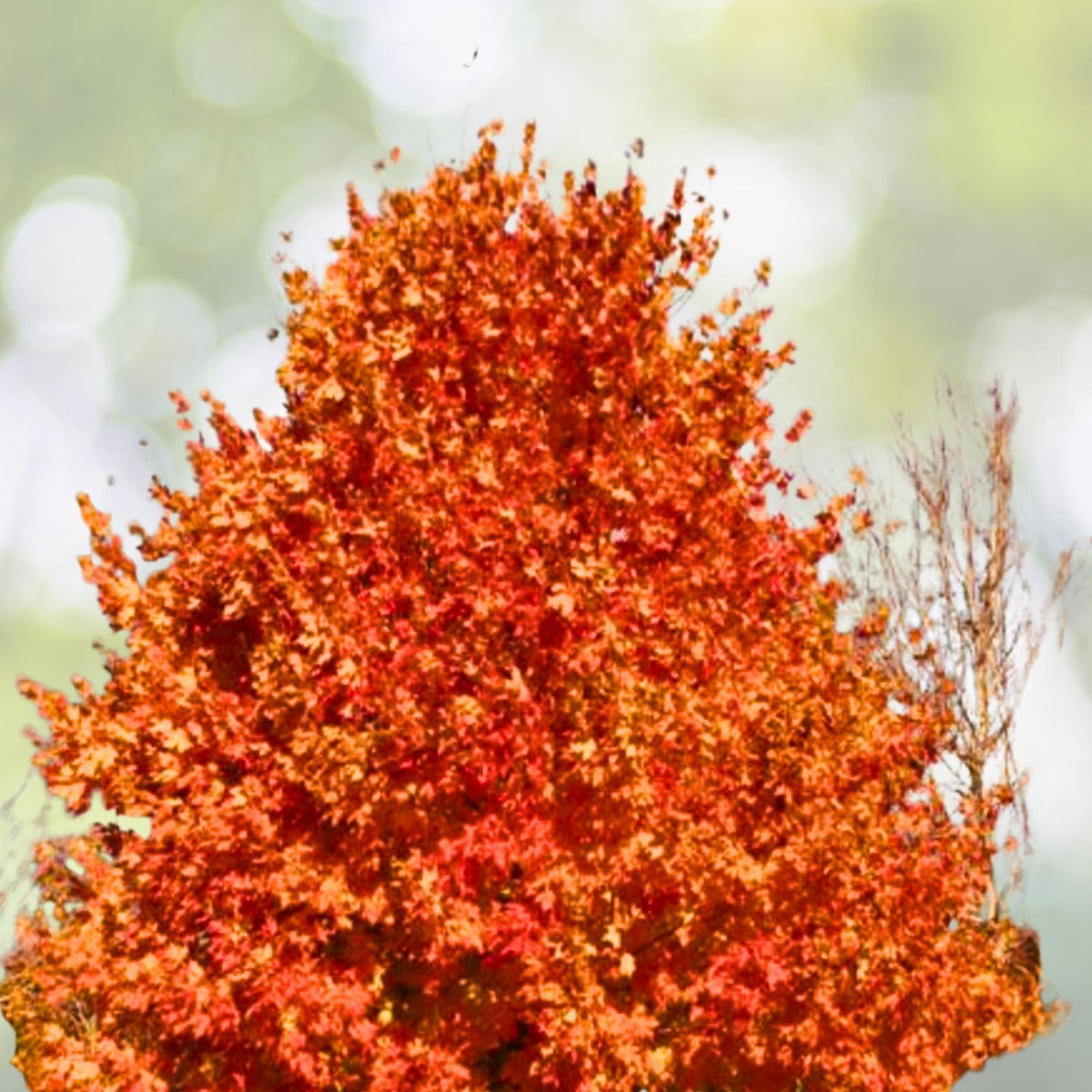 Sugar Maple Tree Starter 12-18in Bare Root Acer saccharum Sweet Maple 5-Pack Dormant Buds Long-Lived Timber Tree