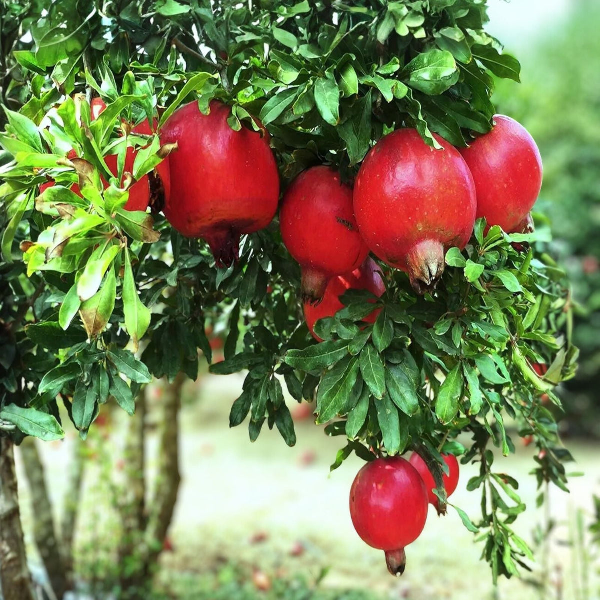 Pomegranate Tree Plant - 3 Edible Starter Plants - 'Wonderful' Variety - Punica granatum - Fruit-Bearing Deciduous Shrub