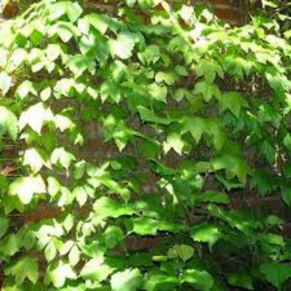 Climbing Ivy Seeds 50 Pack - Boston Ivy Vine - Easy to Grow Parthenocissus tricuspidata Garden Plant