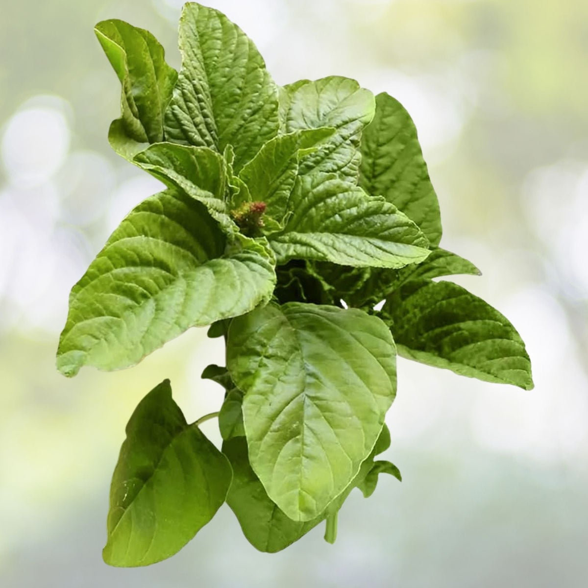 Green Amaranth Seeds - 500+ Count, Chinese Spinach Yin Cho, Edible Vegetable, Amaranthus viridis, USA