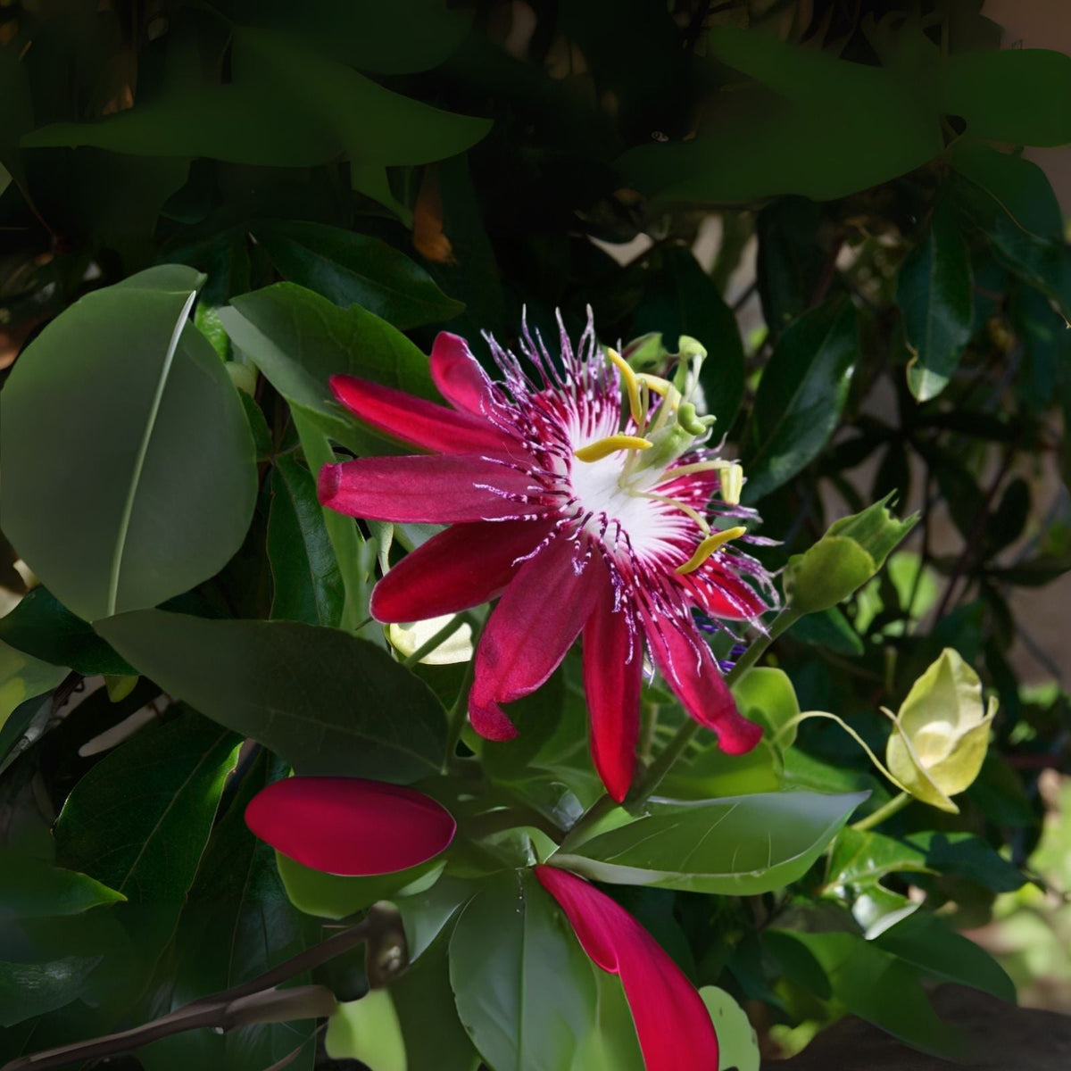 Passiflora Live Plant, 6 8 Inch Lady Margaret Flower, Passionflower Vine, Passiflora 'Lady Margaret'