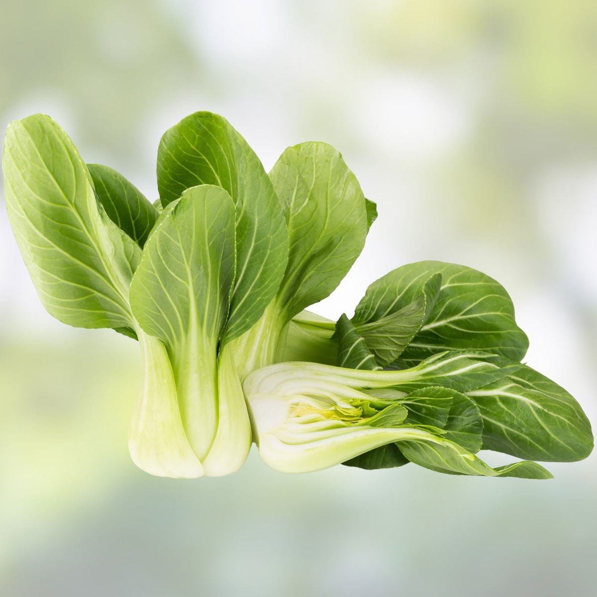 Bok Choy 100 Seeds for Planting - Heirloom Non-GMO Chinese Cabbage Pak Choi Vegetable Seed Pack