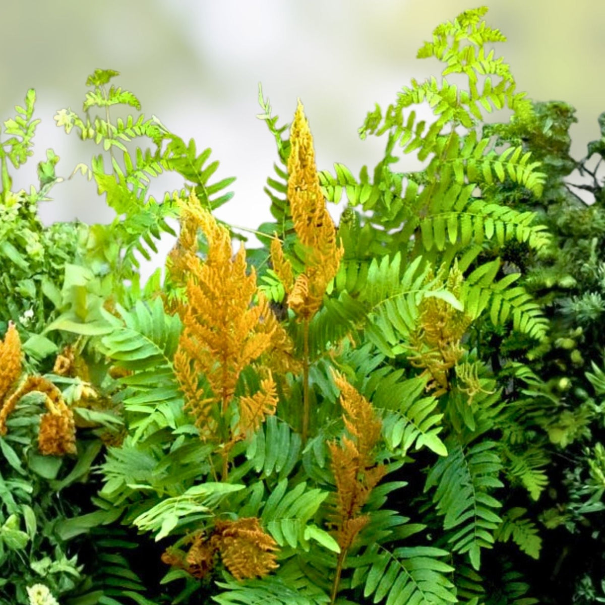 Royal Ferns 5-Pack Live Plants – Osmunda regalis – Native Shade Garden Ferns – Wetlands Plant Collection