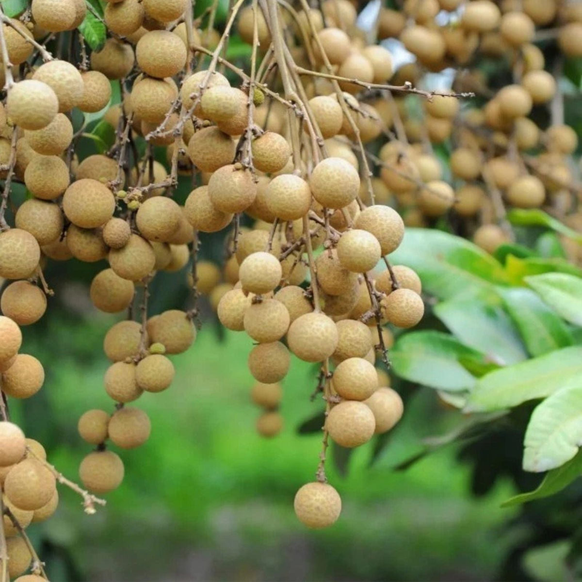 Longan Fruit Starter Plants Set of 2 Well Rooted 8 10" Tall Including 4" Pot Dimocarpus longan