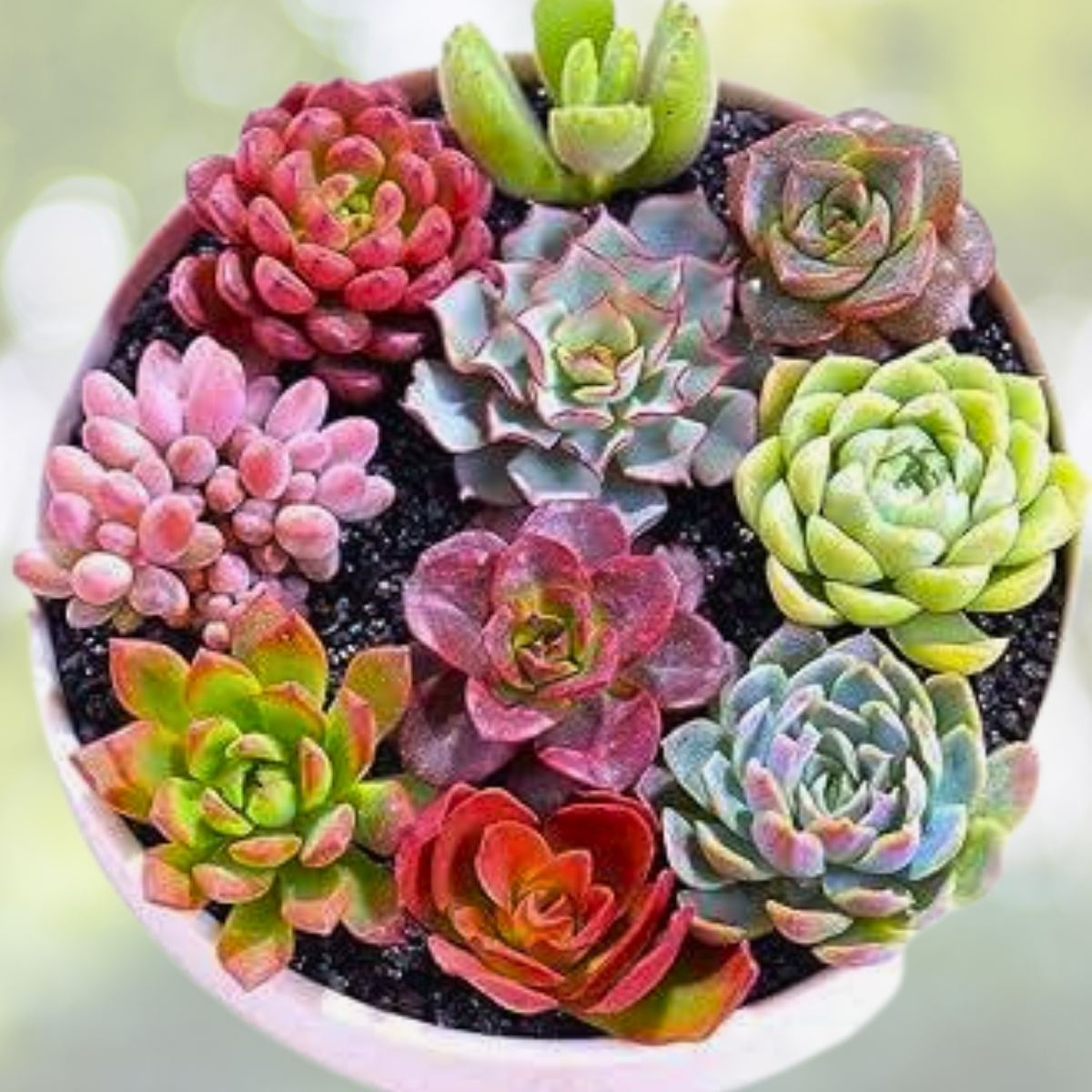 Mixed Succulent Plant Seeds - 200pcs Variety for Garden Oasis - Ideal for Indoor & Outdoor - Succulent Seeds Collection