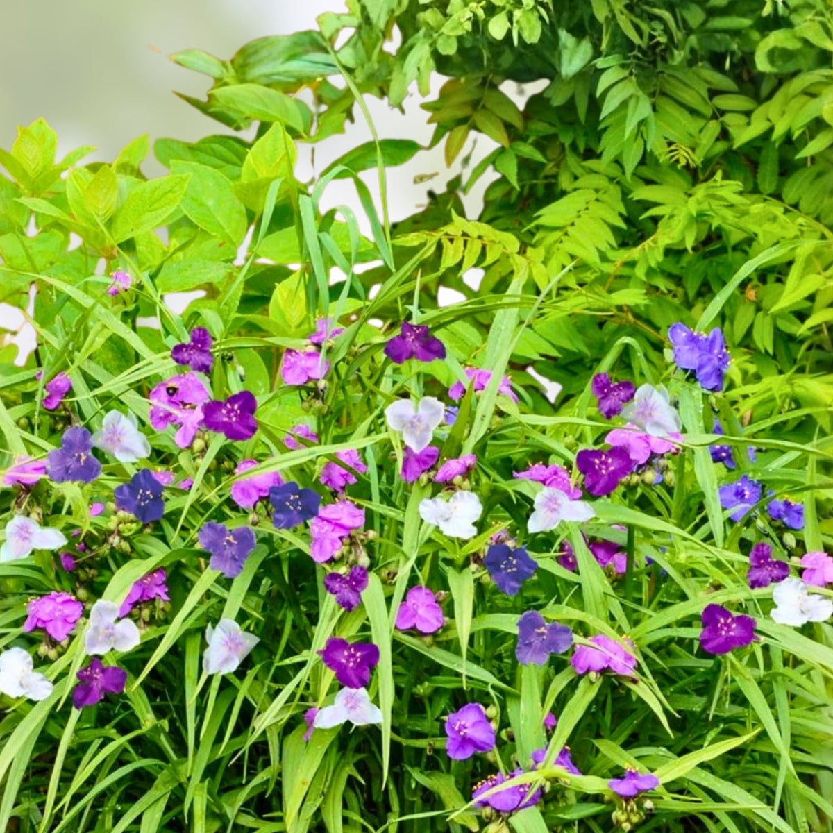Live Widow's Tears Plants 5-Pack - Blue Purple Blooms - Shade Loving Commelina spp. - Rare Southern Garden Flower