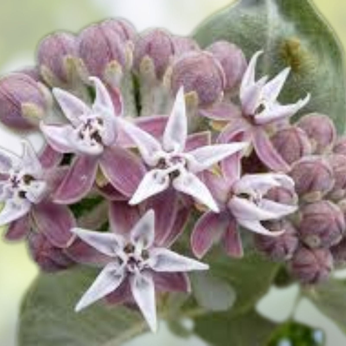 Showy Milkweed Seeds 50 Pack - Asclepias speciosa Native Pollinator Plant Butterfly Attractant Perennial Wildflower