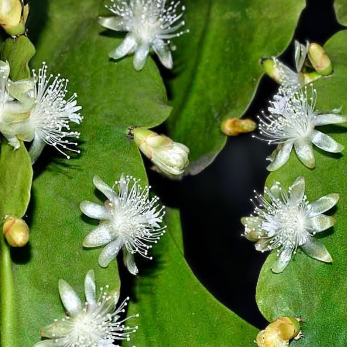Rhipsalis Cuttings 4 Inches Orchid Cactus White Blooms, Rhipsalis aff. goebeliana, HTF, Hard-to-Find Succulent Plant