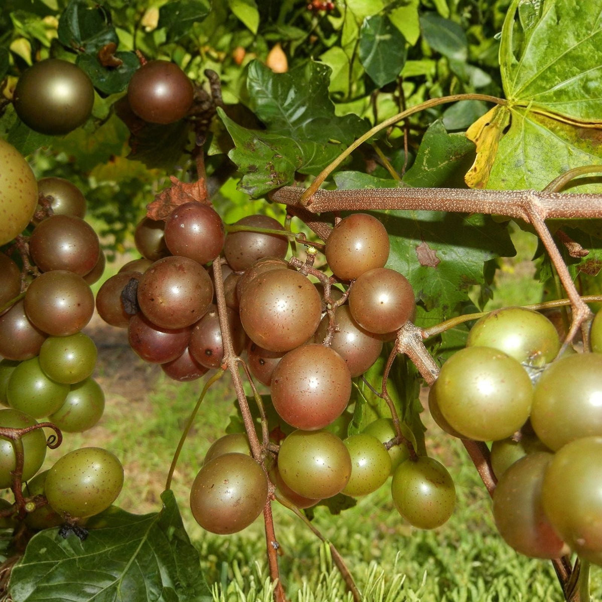 Live Scuppernong Muscadine Grape Seedling Vine - Vitis rotundifolia - Rare Outdoor Plant for Gardens and Landscapes