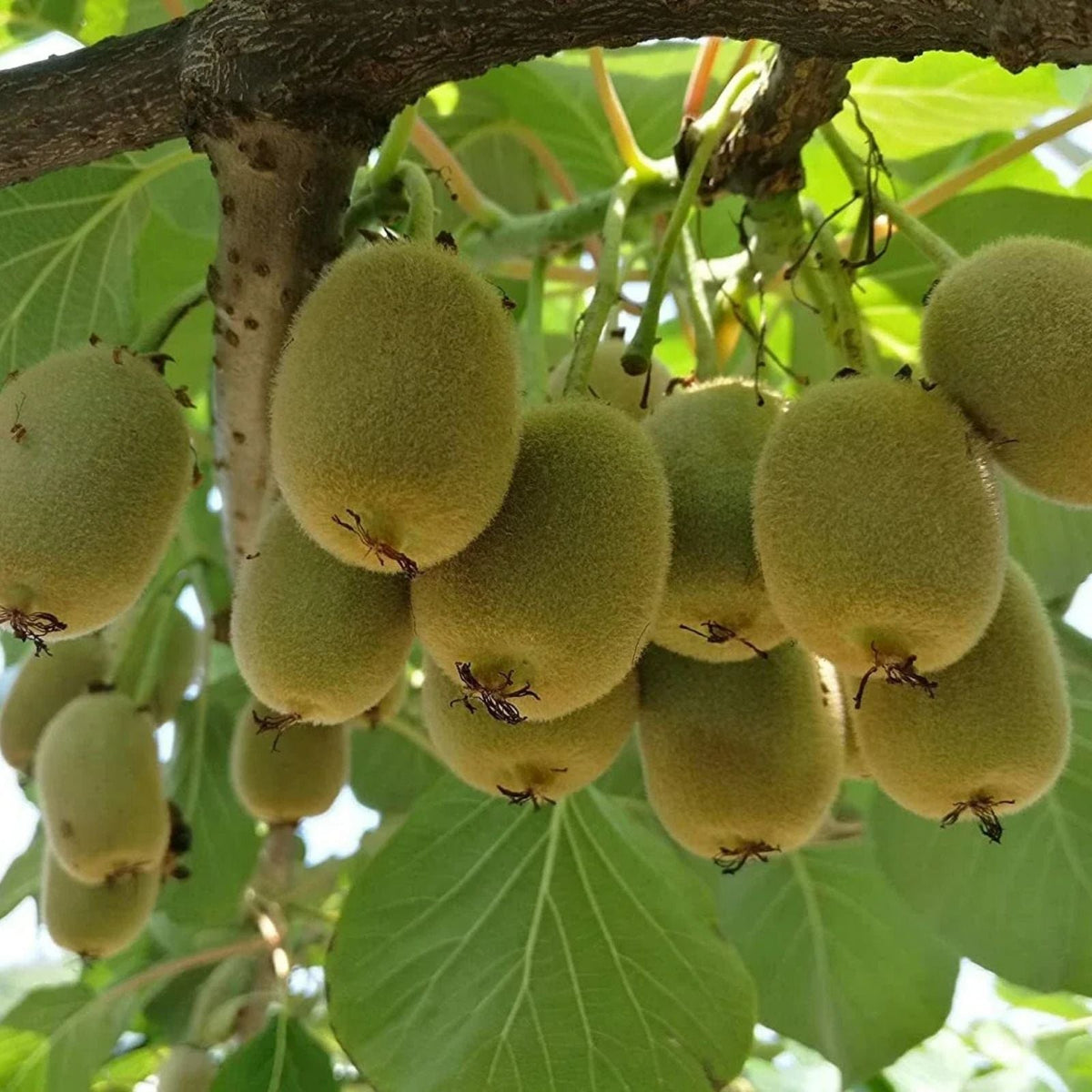 Bonsai Kiwi Tree Seeds 50 Pack, Actinidia Chinensis, Green Fruit Variety, Planting Kit, Fruit-bearing Bonsai Seeds