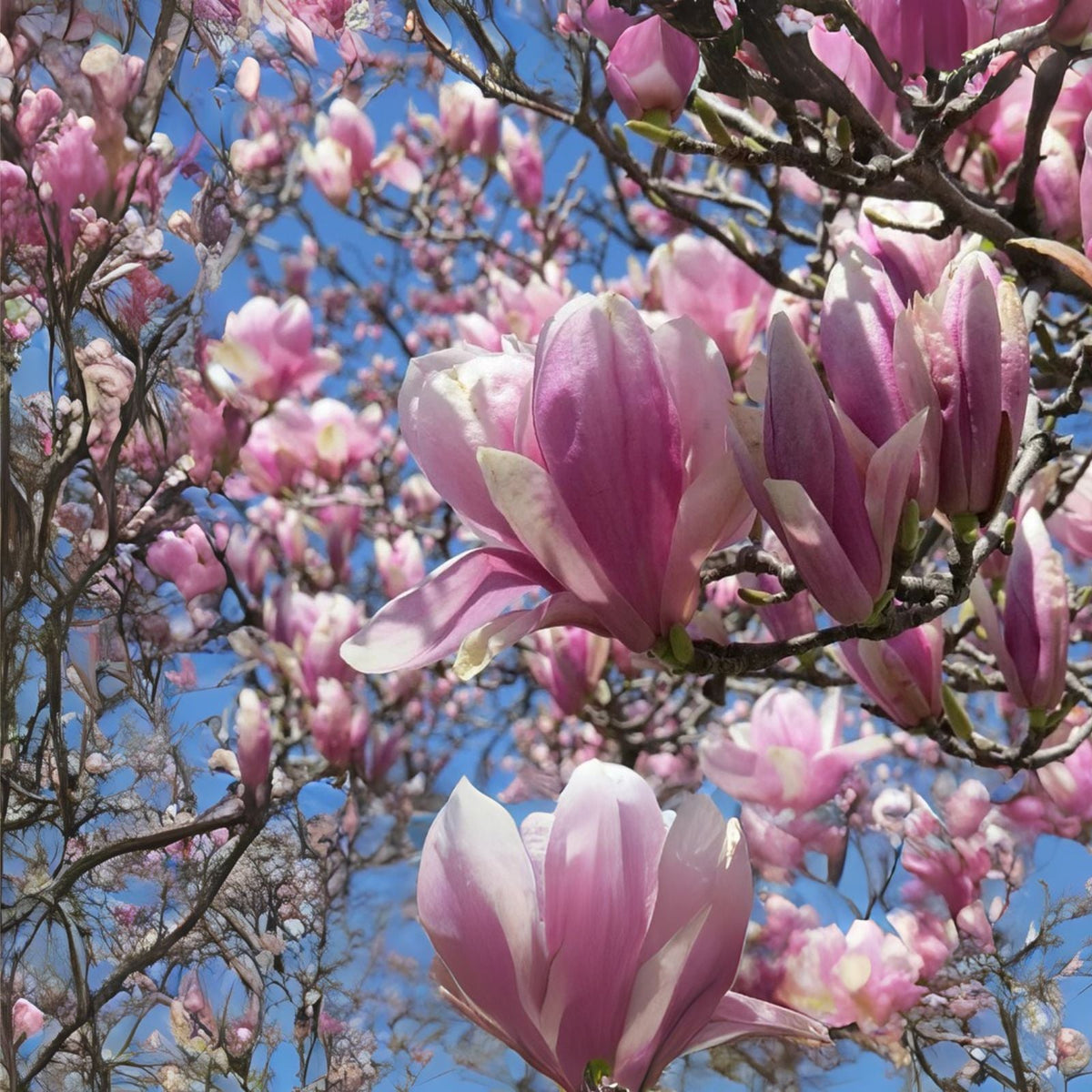 Jane Magnolia Tree Live Plant 6 12" Tall Fragrant Magnolia Bush in 2.5" Pot Magnolia x Jane