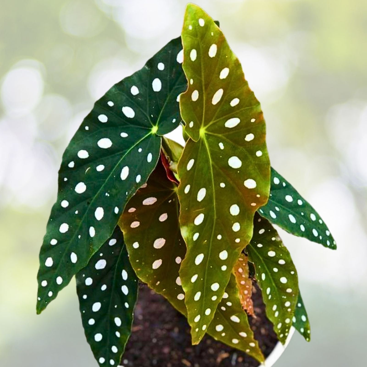 Angel Wing Begonia Plug - Looking Glass - Rare Silver Leaf Indoor Plant - Begonia maculata