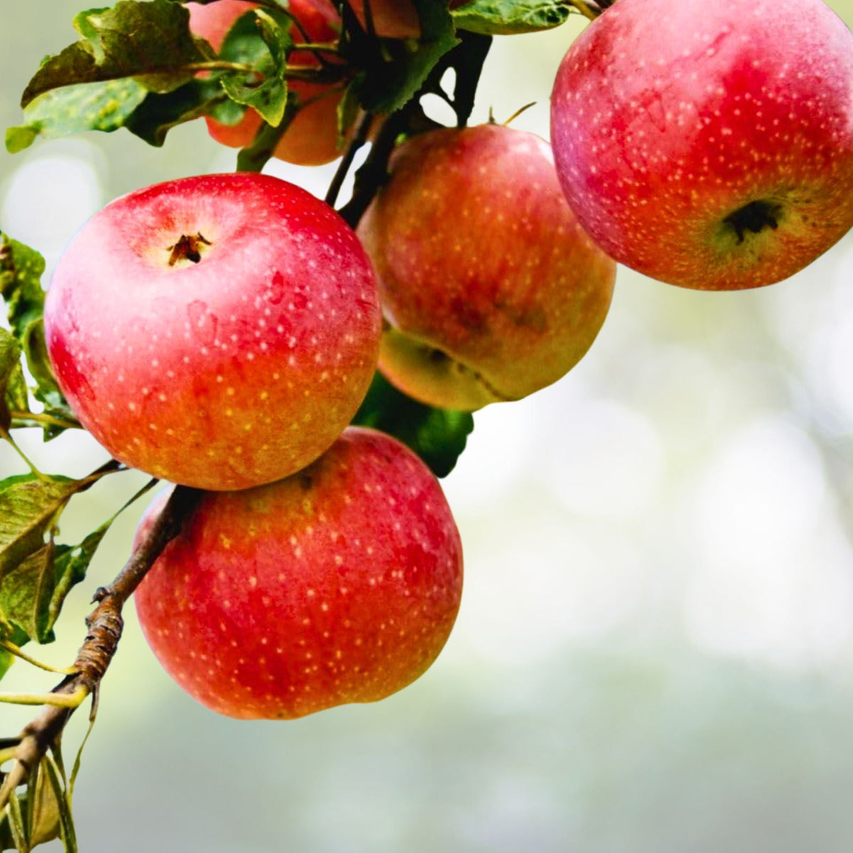 Golden Apple Seeds 5+1 Organic Heirloom Malus domestica USA Homegrown Edible Fruit Tree