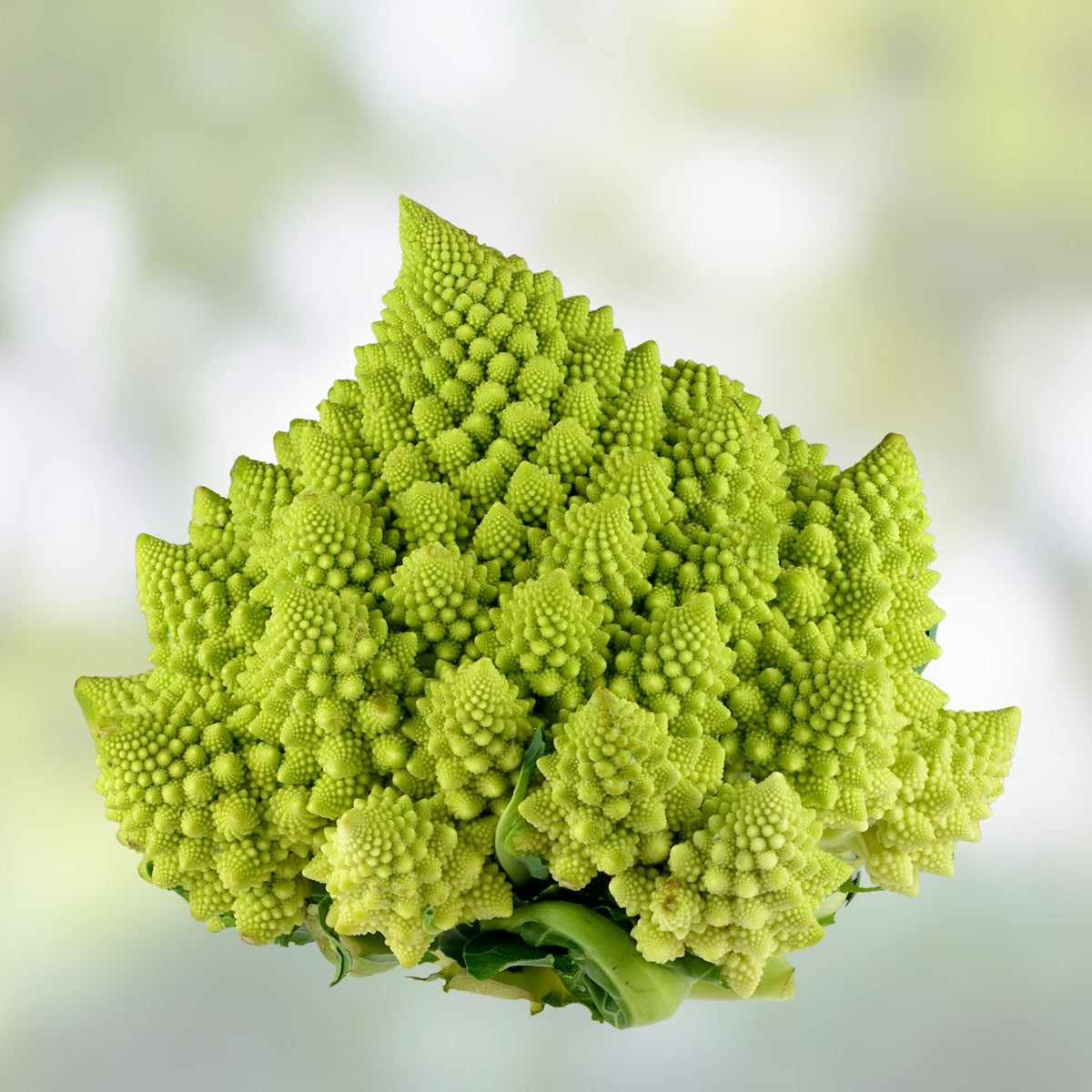 Romanesco Broccoli Seeds 250+ Non-GMO Organic Brassica oleracea for Planting | USA Grown