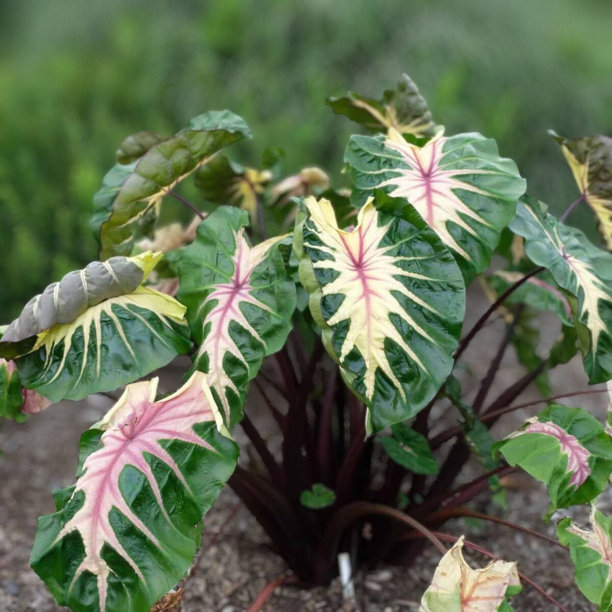 Colocasia Esculenta 'Royal Hawaiian Black Coral' Taro Elephant Ear Plant in 3 Gallon Pot - Hardy Tropical Plant with Black Foliage