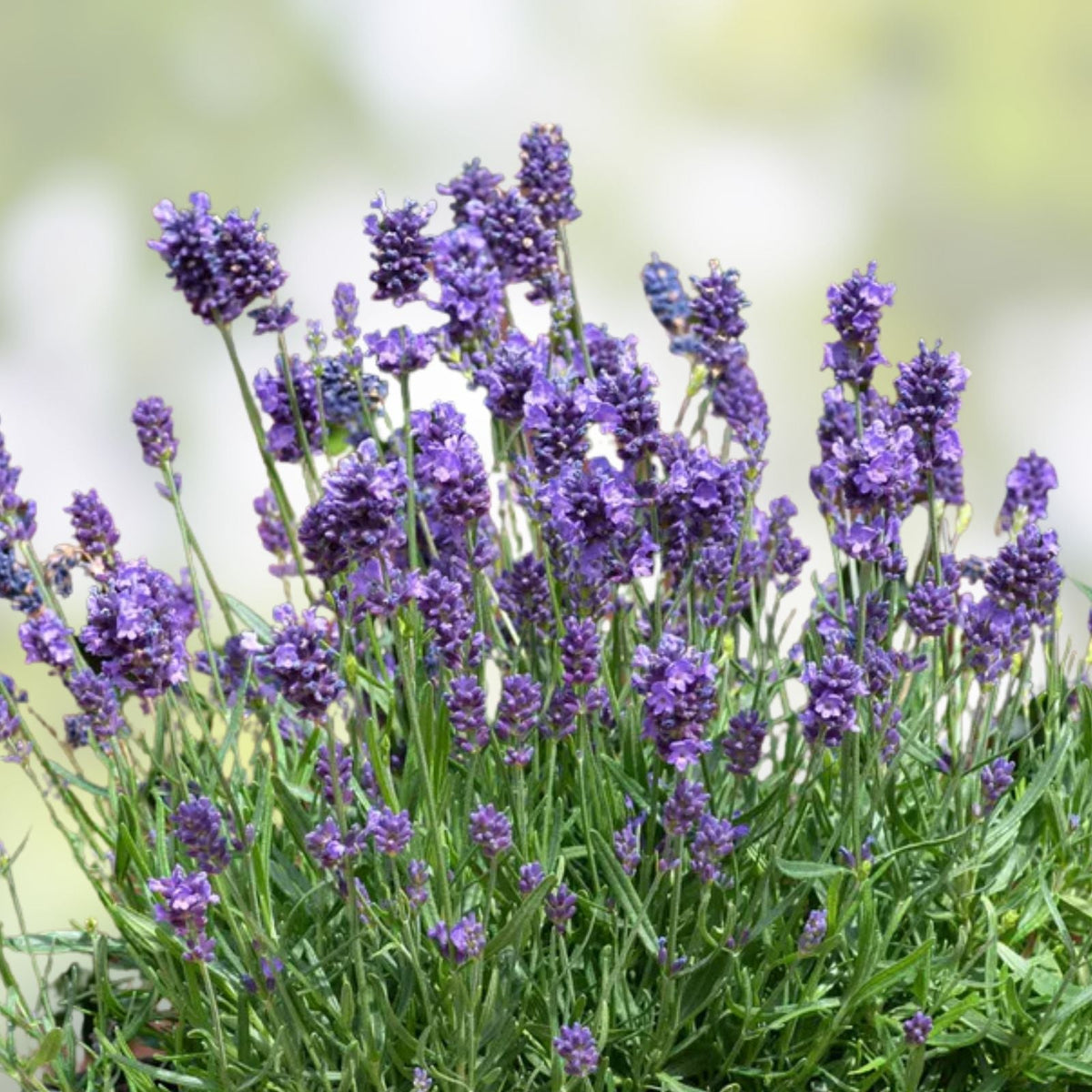 Fragrant Lavender Starter Plant - Sensational Variety for Gardens and Gifts - Lavandula angustifolia