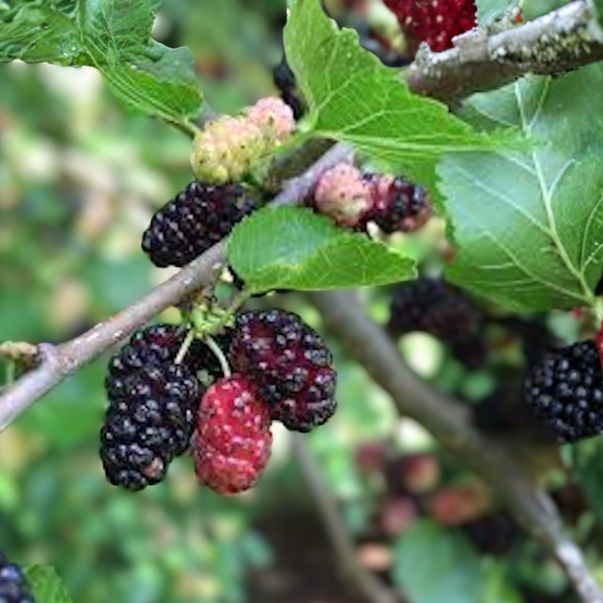 Red Mulberry Tree - 12-24in Tall - Live Bare Root - Morus rubra - Edible Fruit Plant