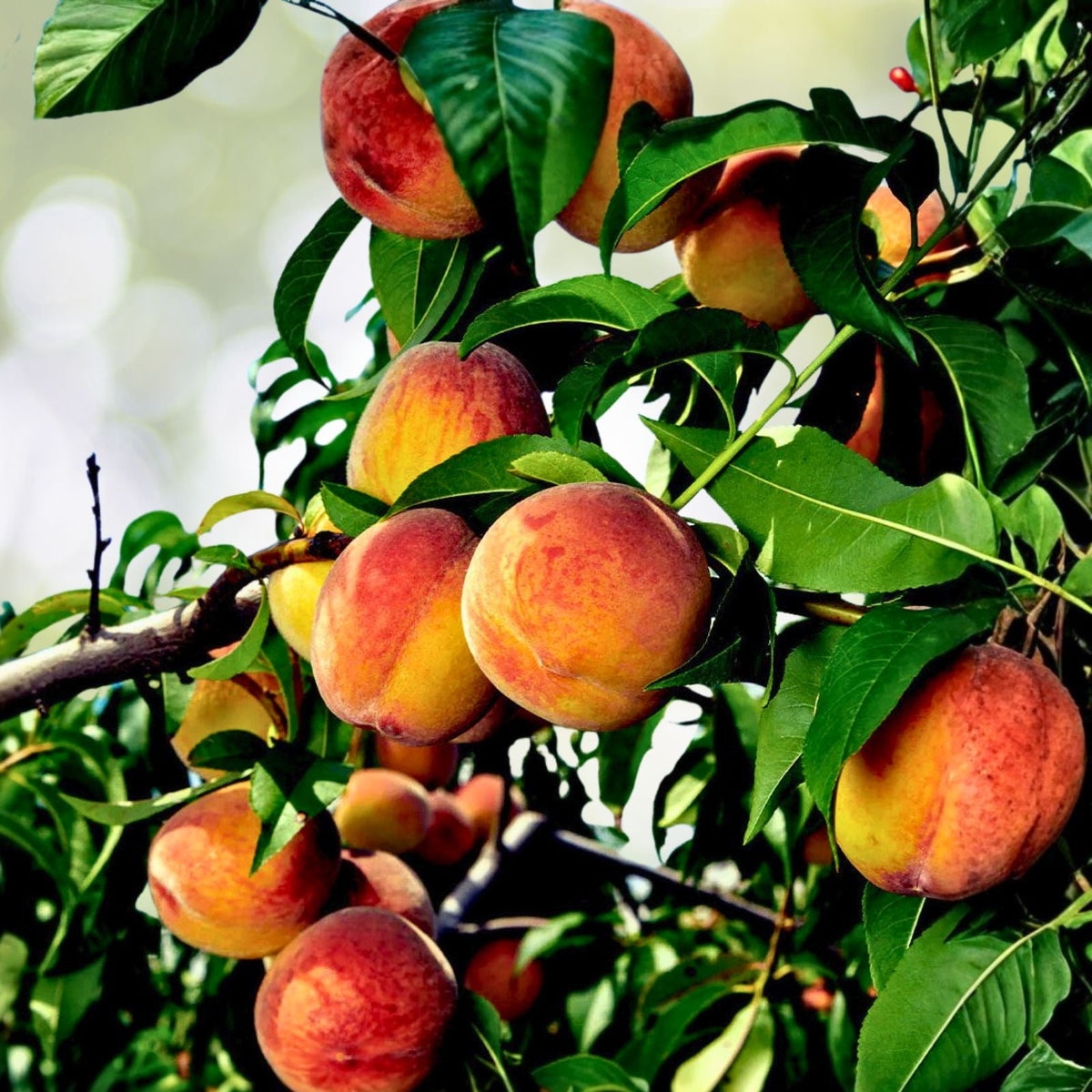 Peach Tree Seeds Dwarf Loring Nemaguard Prunus persica Fast Growing Hardy Fruit 4+1 Free