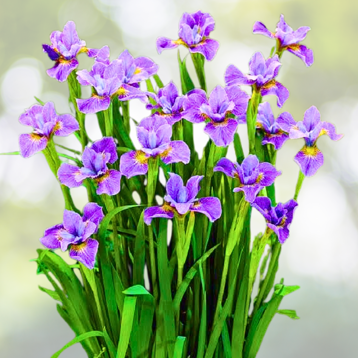 Siberian Iris Seeds 30pcs Black Flowered Beauty Iris sibirica Almost Black Bloom
