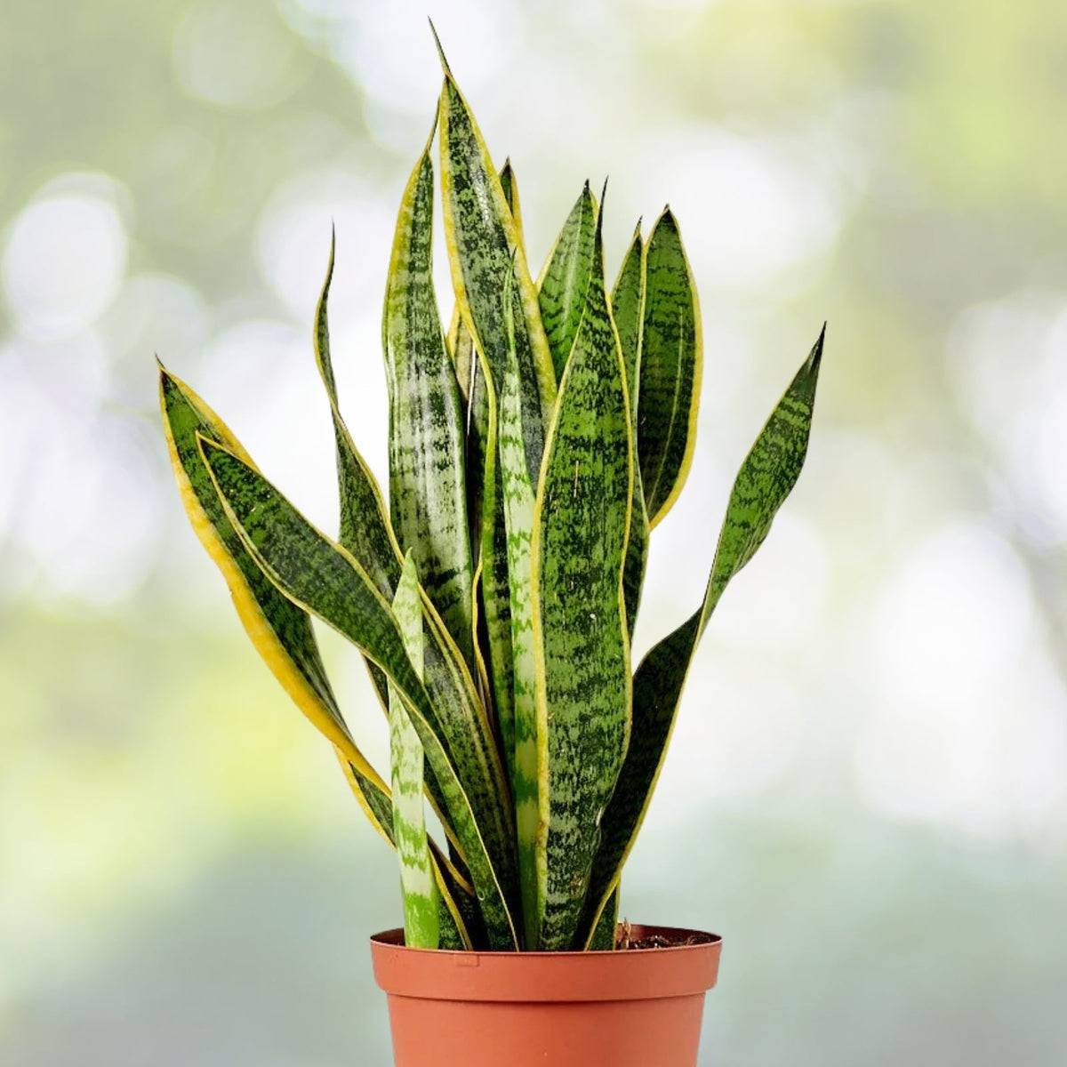 Snake Plant 6-Inch Pot Sansevieria Trifasciata Green Indoor Plant - Low-Maintenance Air-Purifying Houseplant