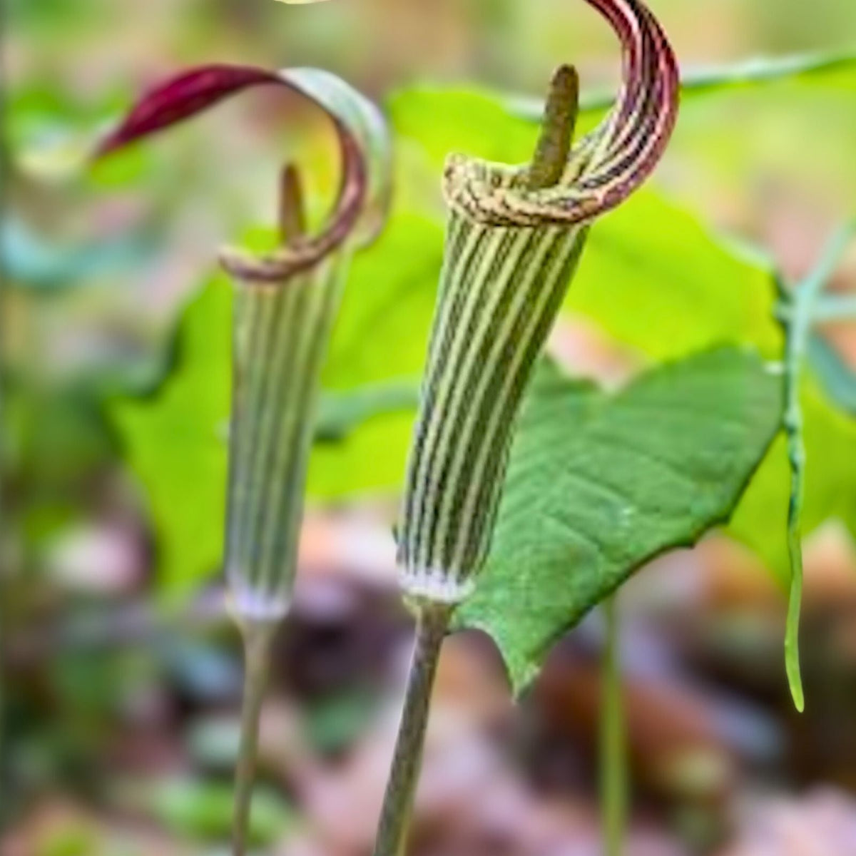 Jack-In-The-Pulpit Bulbs - 3 Bareroot Rhizomes - Arisaema triphyllum - Native Wildflower - Medicinal Plant - Sustainable Garden