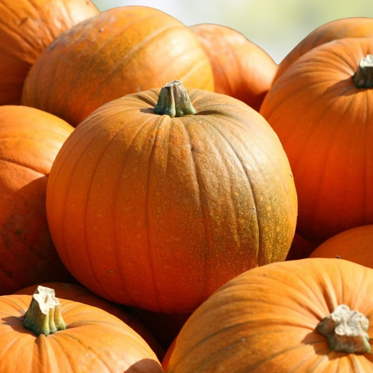 Spooky Blend Pumpkin Seeds for Planting - 100 Mixed Heirloom Varieties - Cucurbita pepo