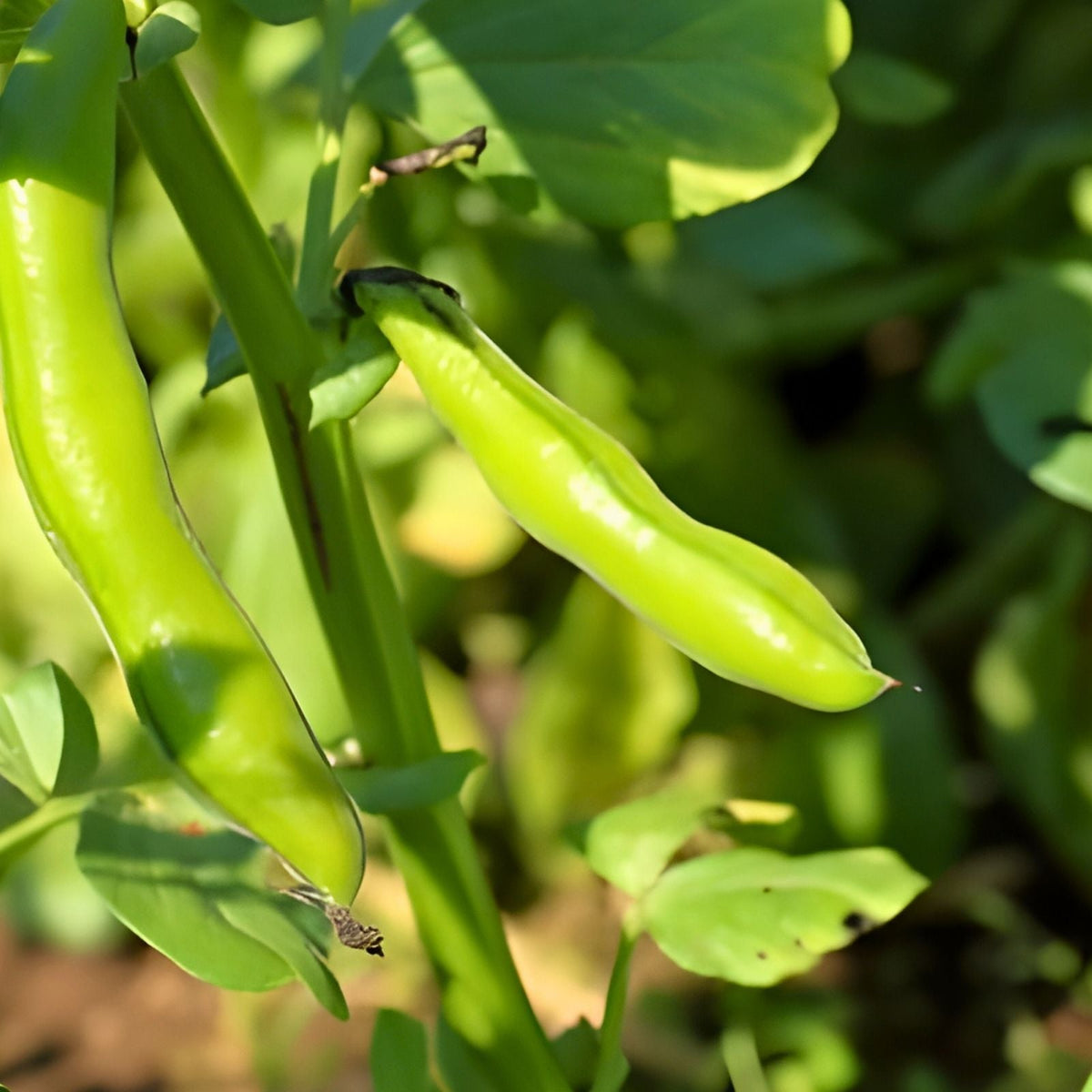 Heirloom Bean Seeds Commodore Bush Green Beans Non-GMO Organic Gardening 50+ Seeds