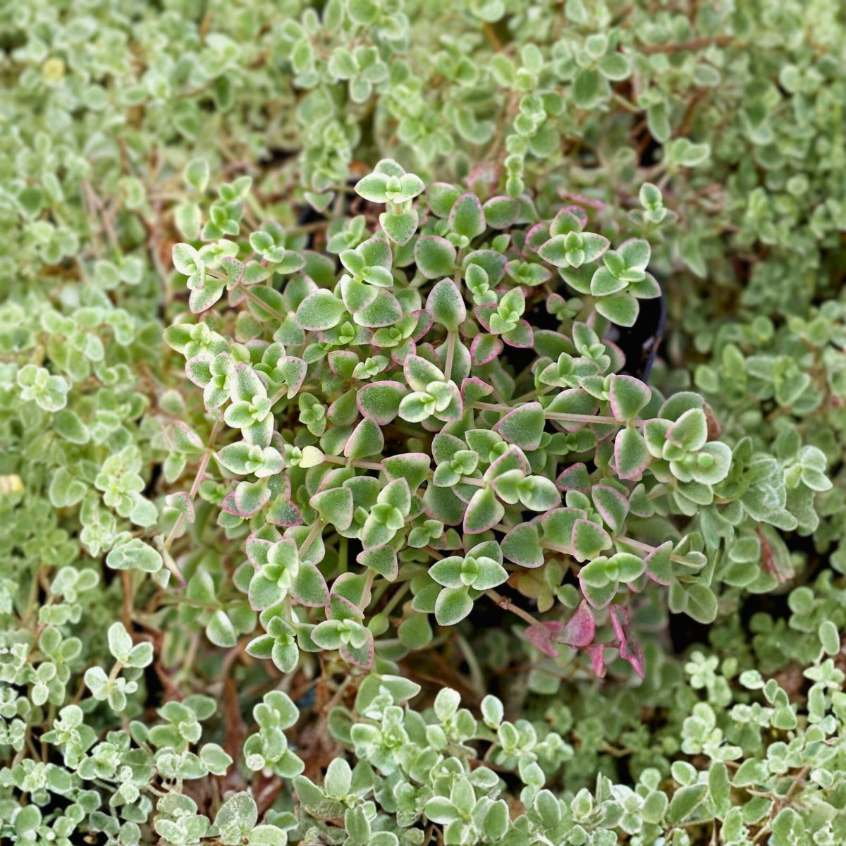 Sedum Little Missy 4" Variegated Trailing Succulent Plant - Colorful Ground Cover - Sedum 'Little Missy'