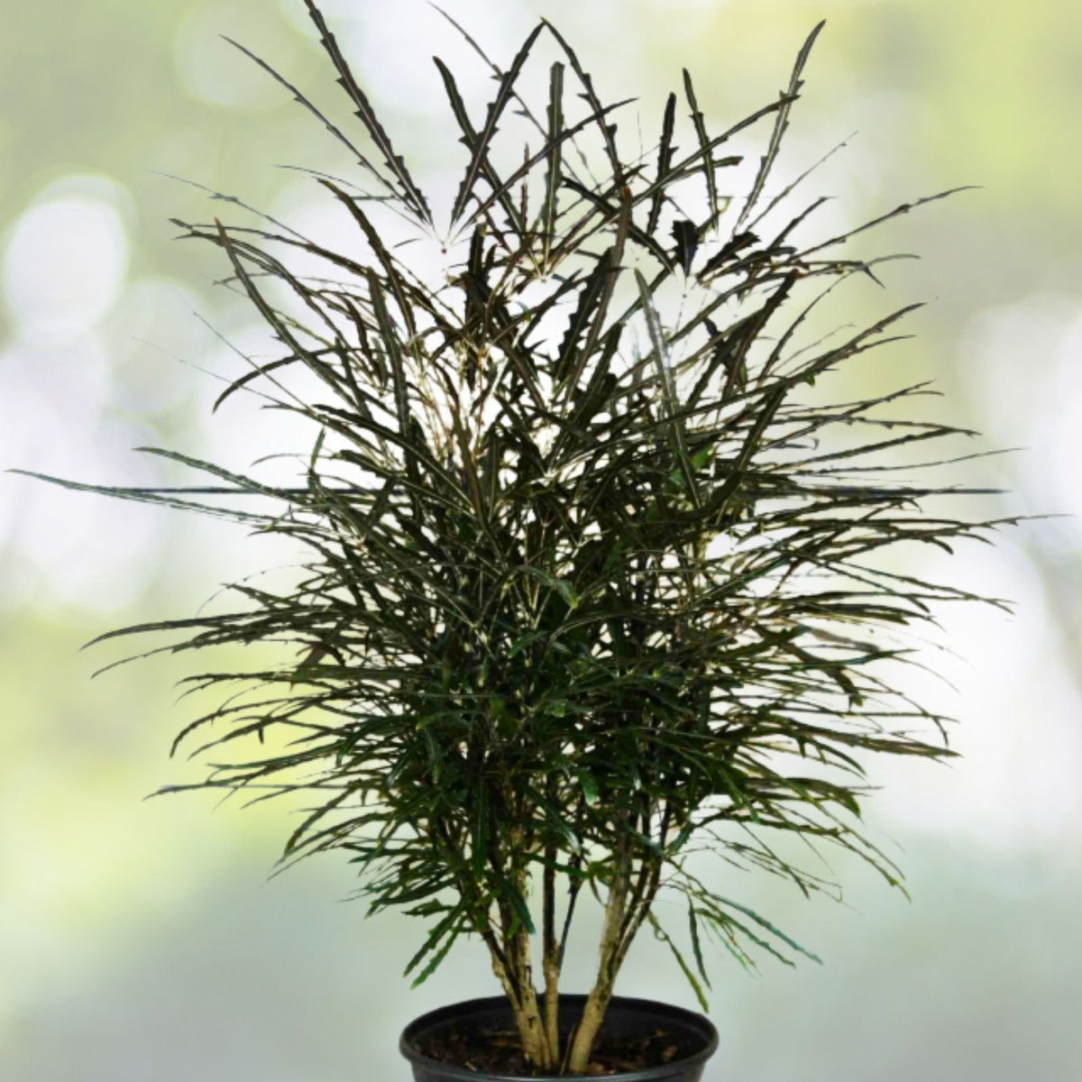 False Aralia Plant 5 Gallon Pot - Plerandra elegantissima - Tropical Indoor Foliage for Home and Garden Decor