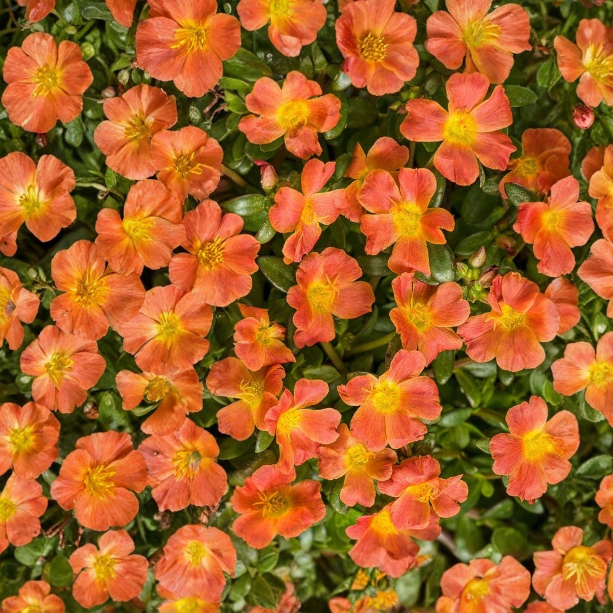 Orange Portulaca Plant in 6 in Pot | Drought-Tolerant Moss Rose Succulent | Portulaca oleracea