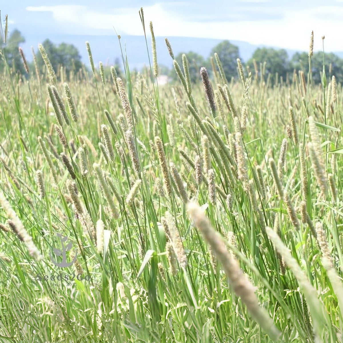 Timothy Grass Seeds, 2,000 Count, Climax Variety, Cover Crop for Hay and Wildlife Food Plot, Phleum pratense