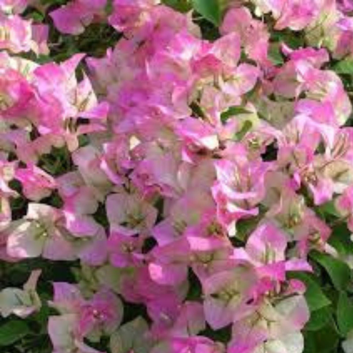 Bougainvillea Plant 4 Inch Pot White Pink Flowers Ornamental Garden Shrub Bougainvillea spectabilis