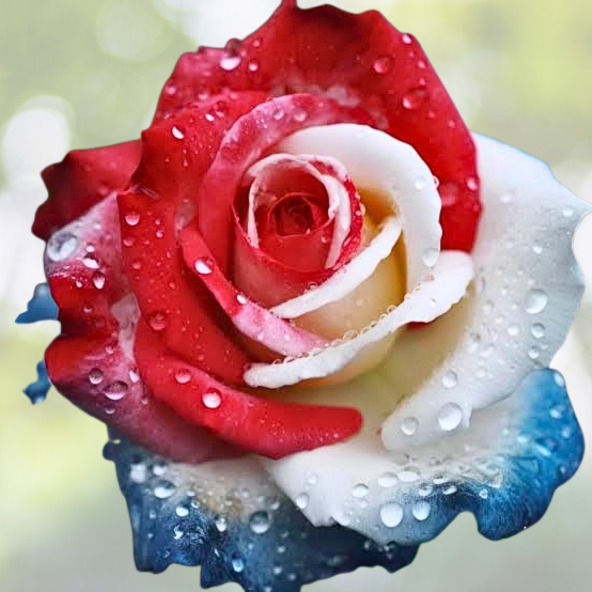 20pcs Rare Three-Color Rose Seeds for Home Garden - Vibrant Elegance Bloom - Rosa spp.