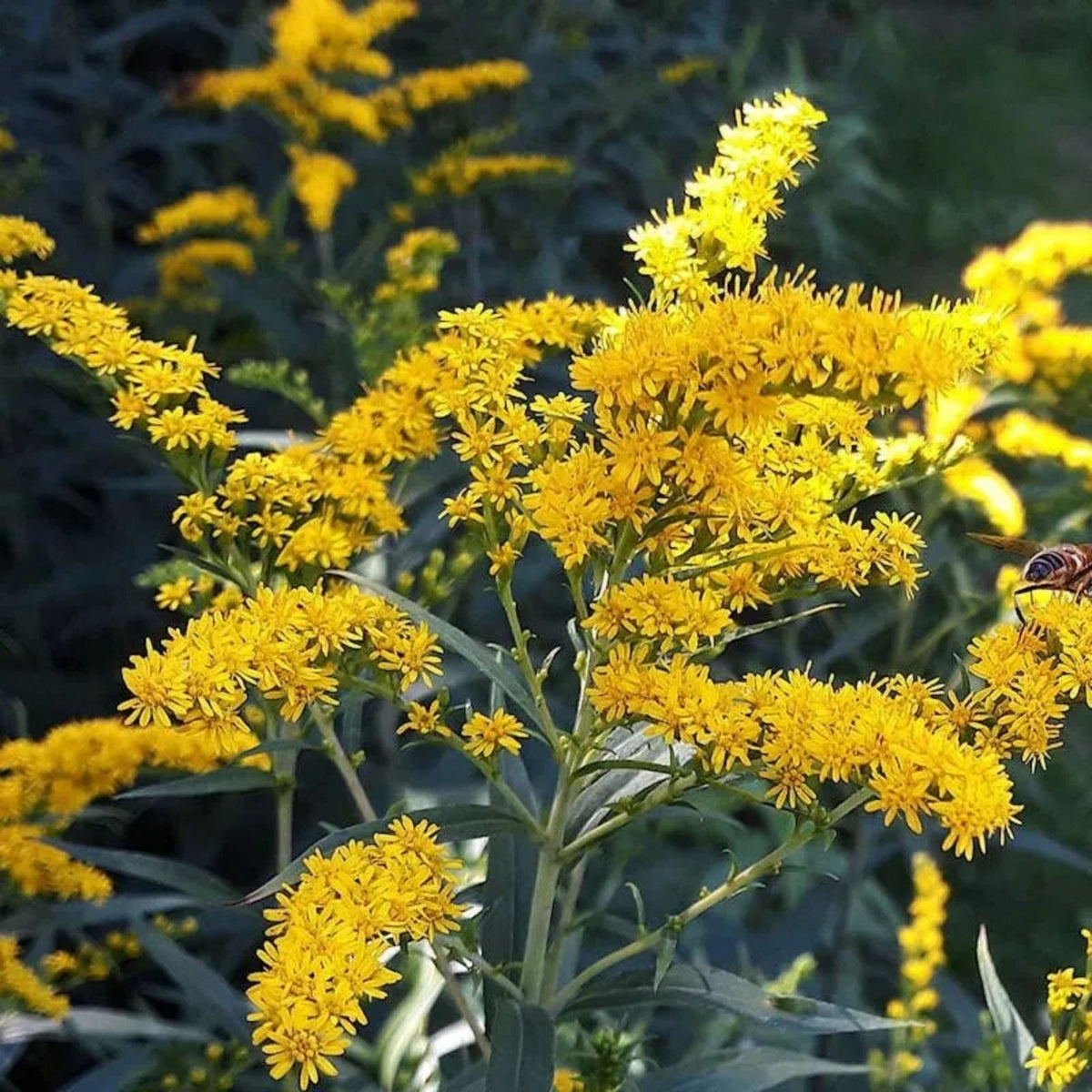 Old Field Goldenrod Seeds 50 Pack - Solidago nemoralis Native Wildflower for Pollinator Gardens