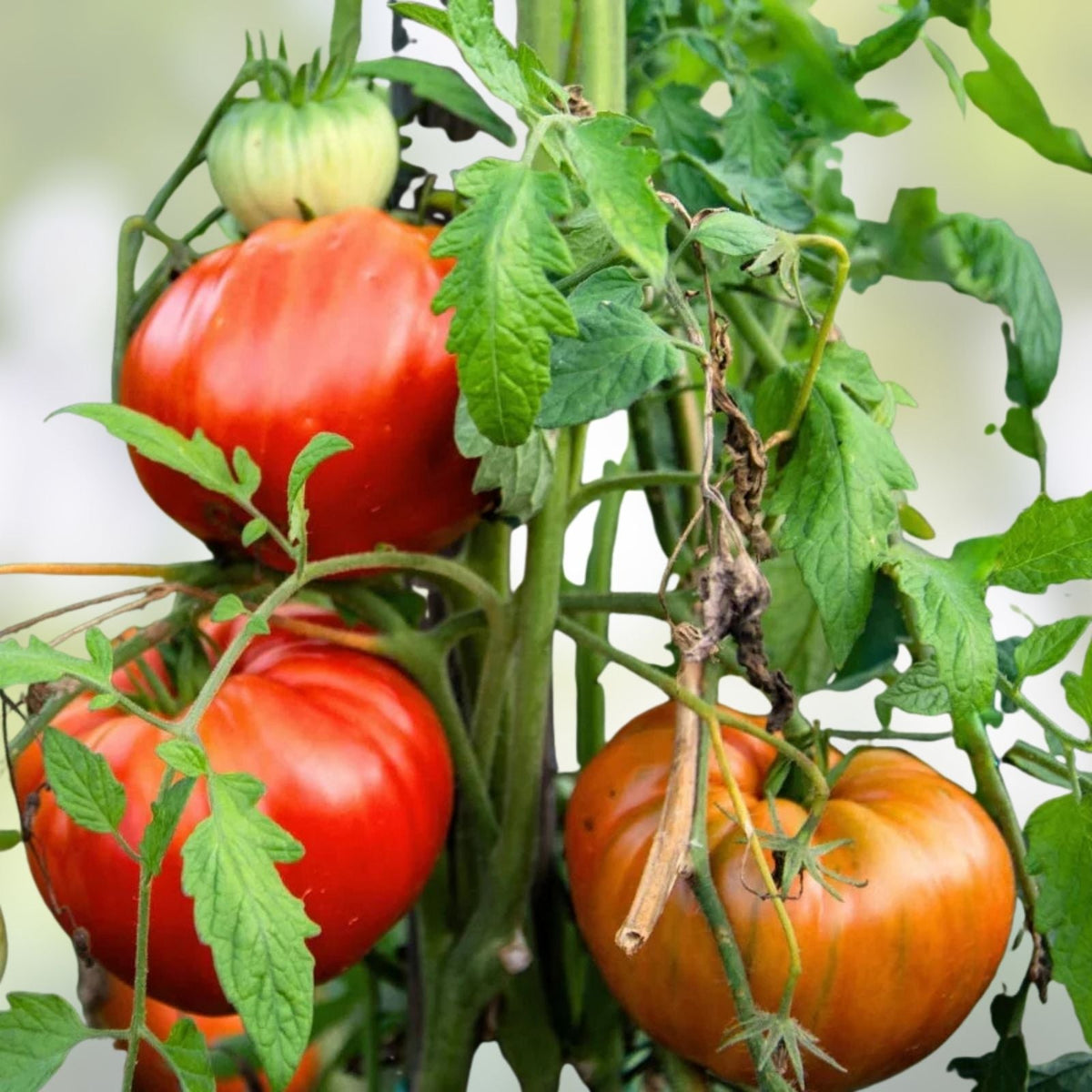 Heirloom Tomato Seeds Collection 6-Pack – Non-GMO Organic Varieties for Home Gardening and Garden Enthusiasts