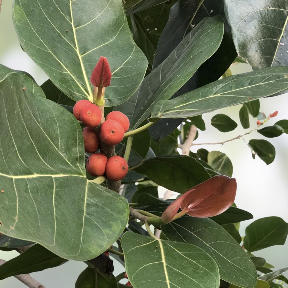 Ficus Benghalensis Tree 40 Seeds | Ornamental Banyan Fig Tropical Plant for Indoor Gardening