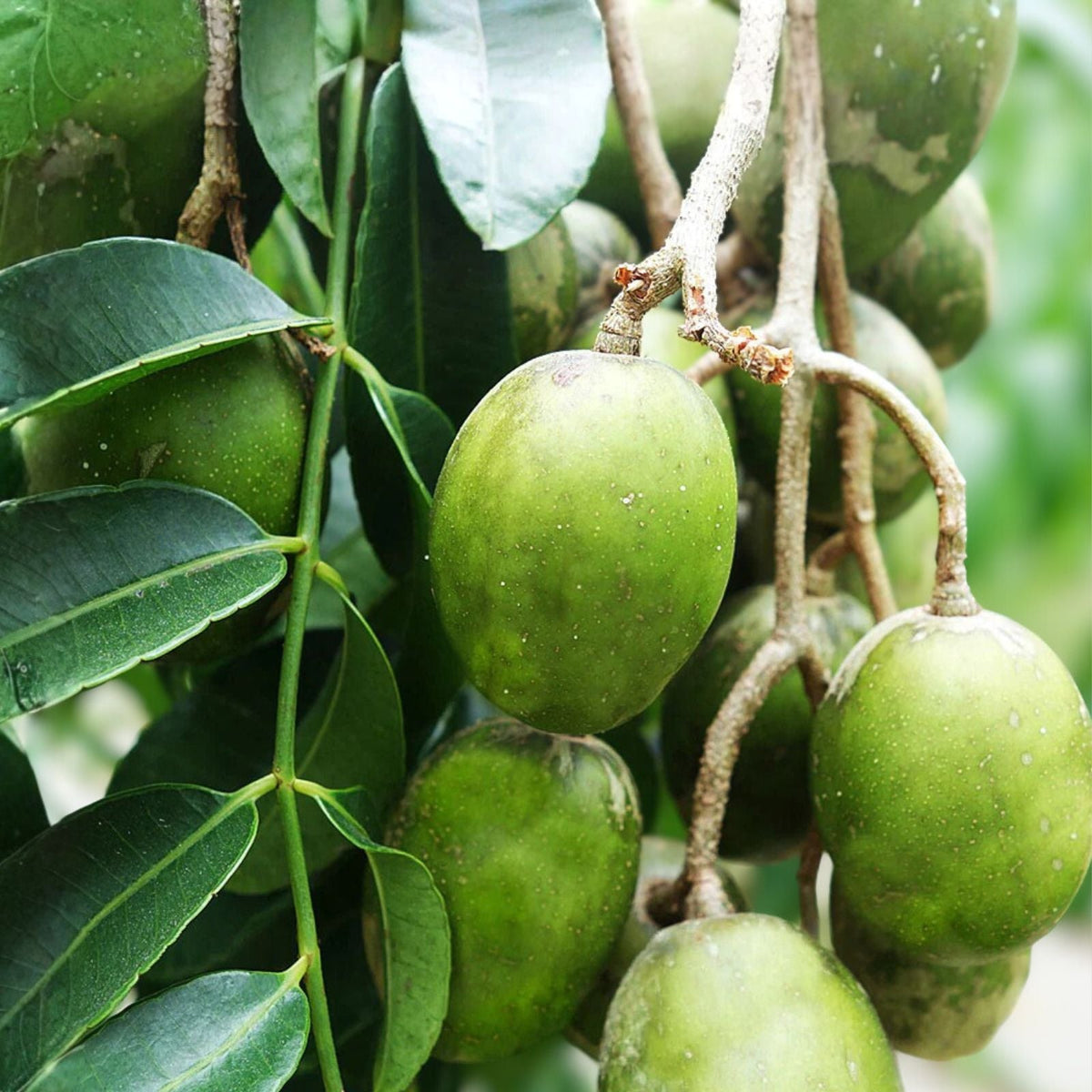 June Plum Tree 3 Gallon Live Plant - Flowering Variety Spondias tuberosa in Pot with Soil, 2 Feet Tall