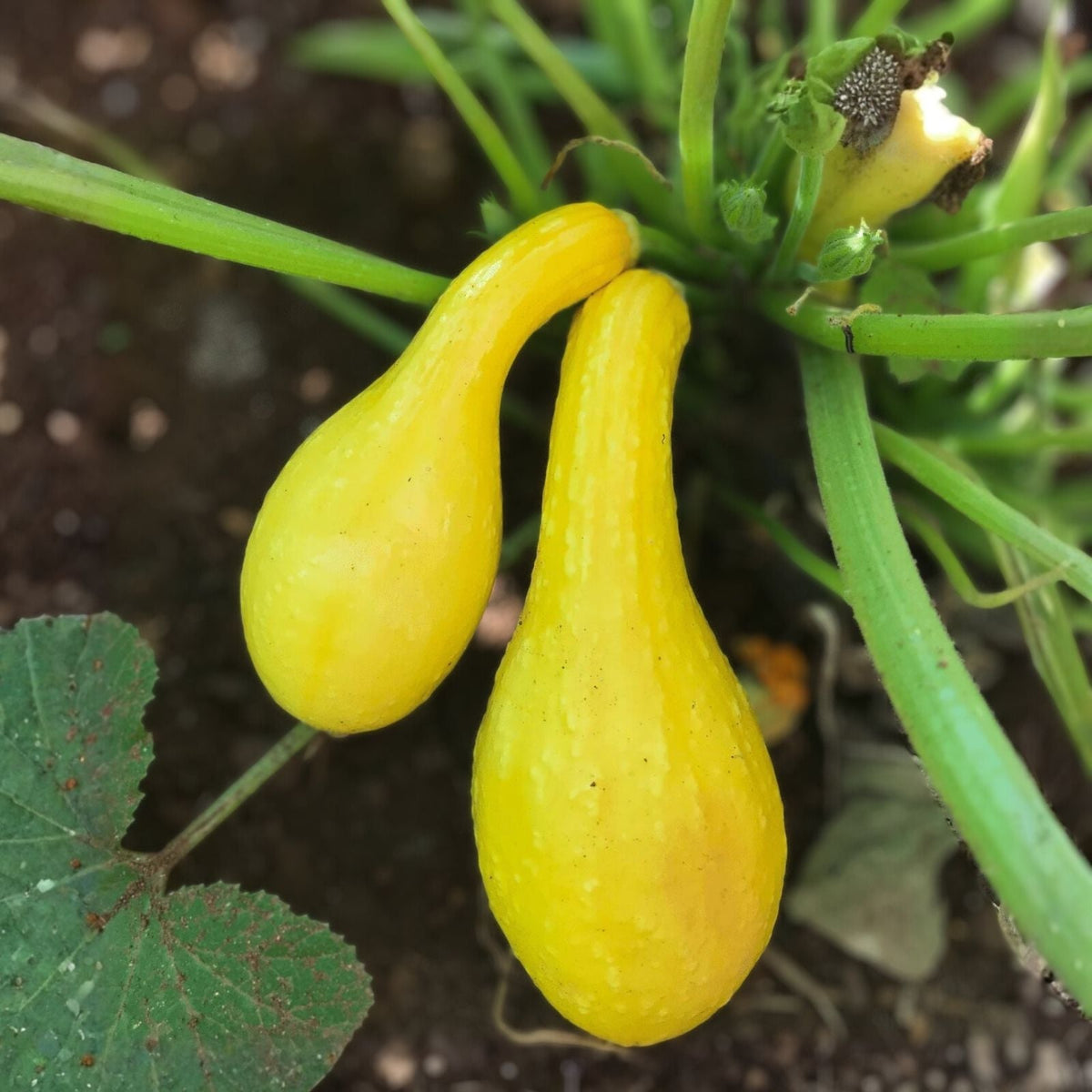 Heirloom Golden Crookneck Squash Seeds, Non-GMO, 100 Seeds, Cucurbita pepo, Organic Vegetable Seeds