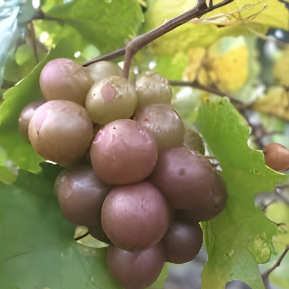 Muscadine Grape Plant - 10" Live - Vitis rotundifolia 'Carlos' - Sweet Bronze Grapes - Self-Fertile Edible Vine - Cold Tolerant