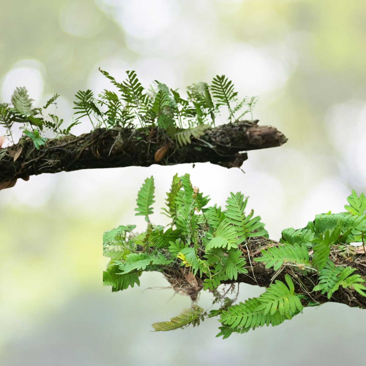 Live Resurrection Fern on Stick for Terrarium, Platycerium aquilinum, Unique Indoor Plant Decor