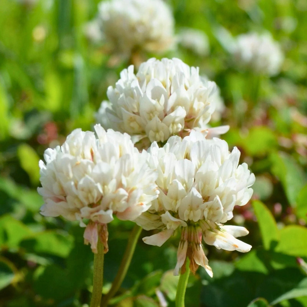 Dutch White Clover Plant 12+ Live Organic Roots Medium Nitrogen Fixer Trifolium repens