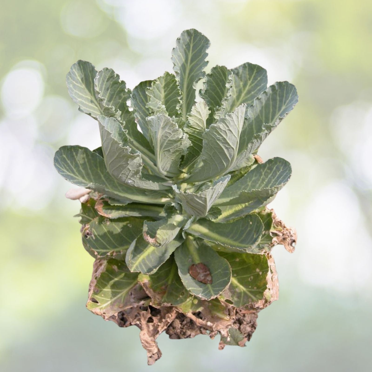 Golden Acre Cabbage Seeds | NON-GMO Heirloom | Fresh Garden Seeds | Brassica oleracea