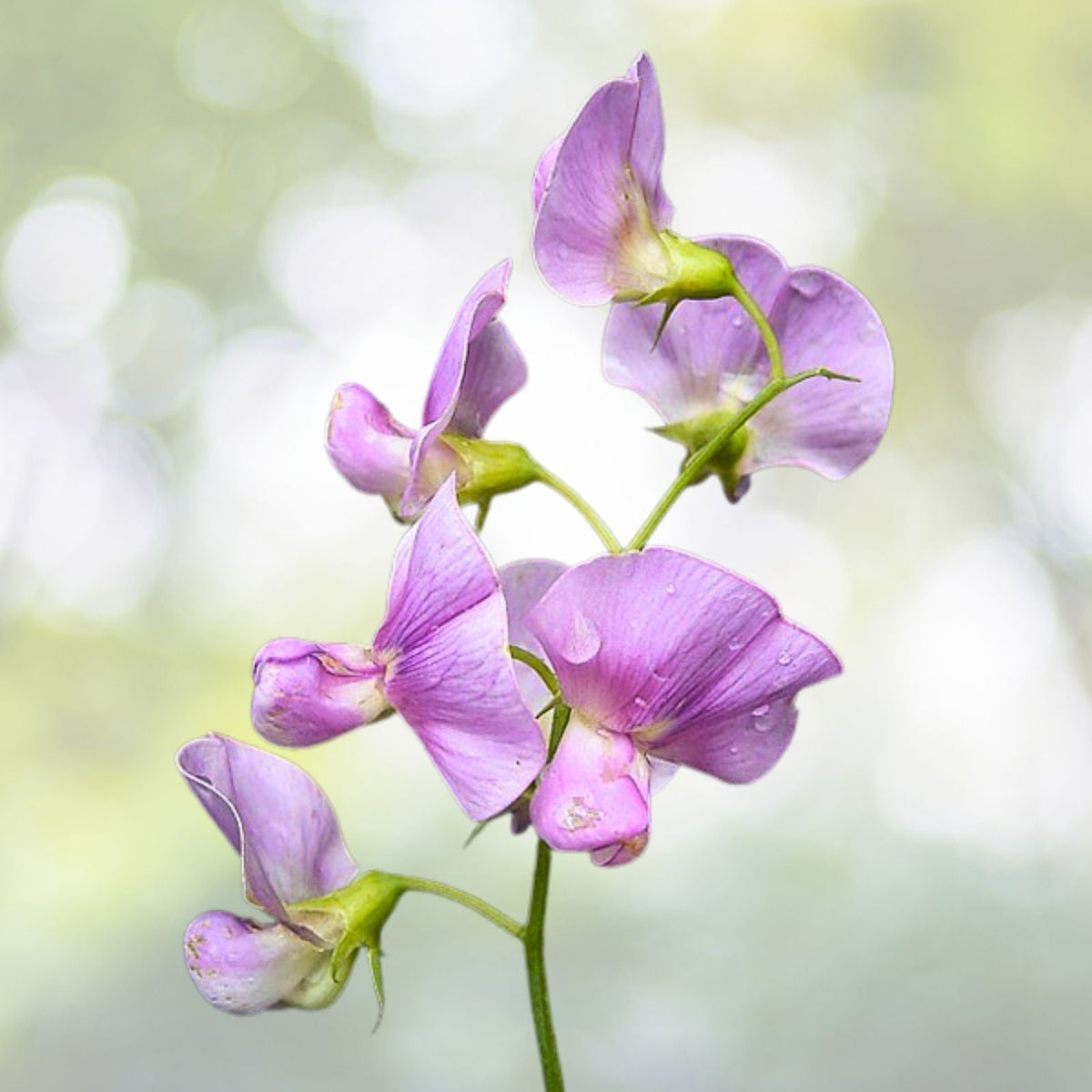 Royal Mix Sweet Pea Seeds | NON-GMO Heirloom | Fresh Garden Seeds | Lathyrus odoratus
