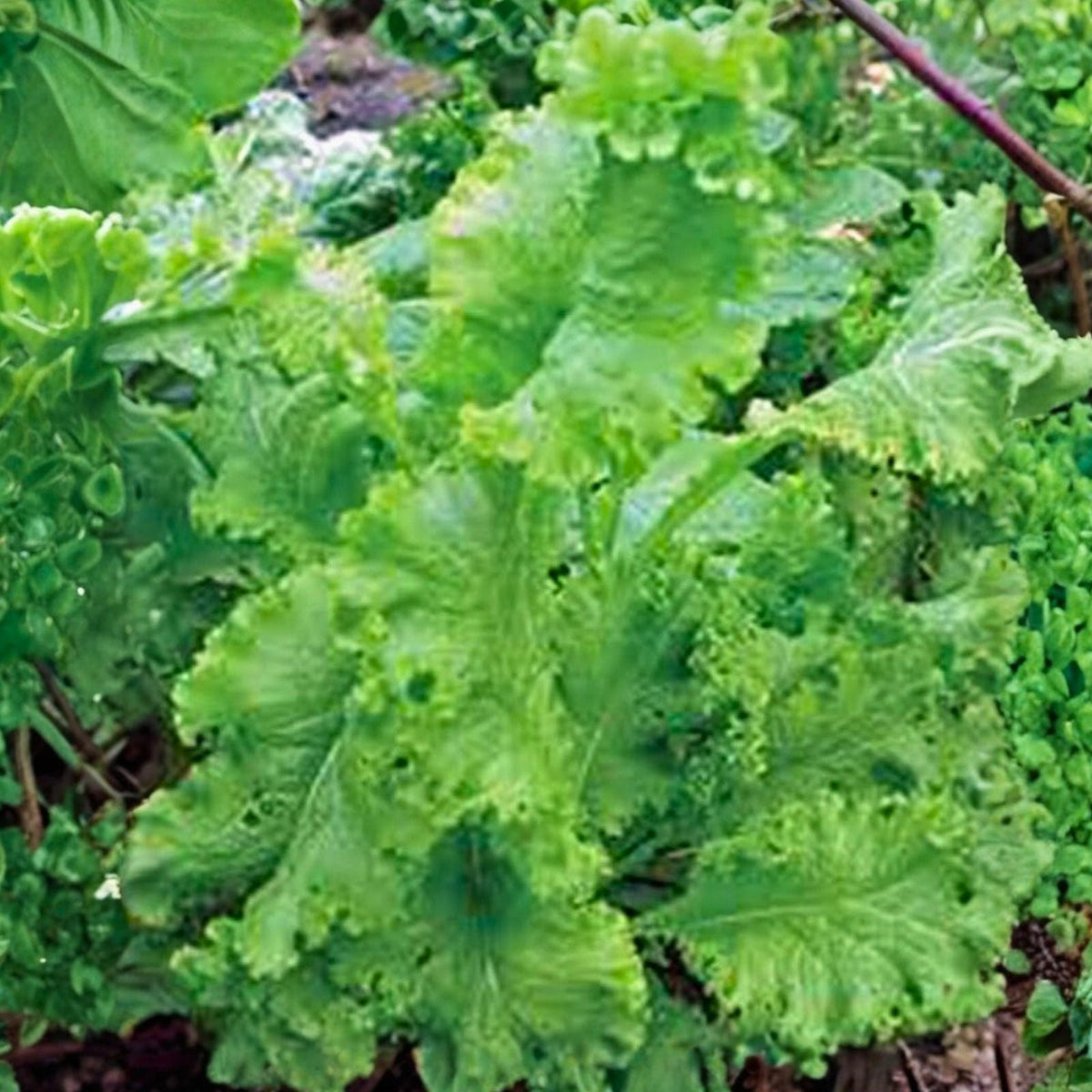 Mustard Green Seeds Southern Giant Heirloom Non-GMO 500 Seeds Brassica juncea Vegetable Seeds