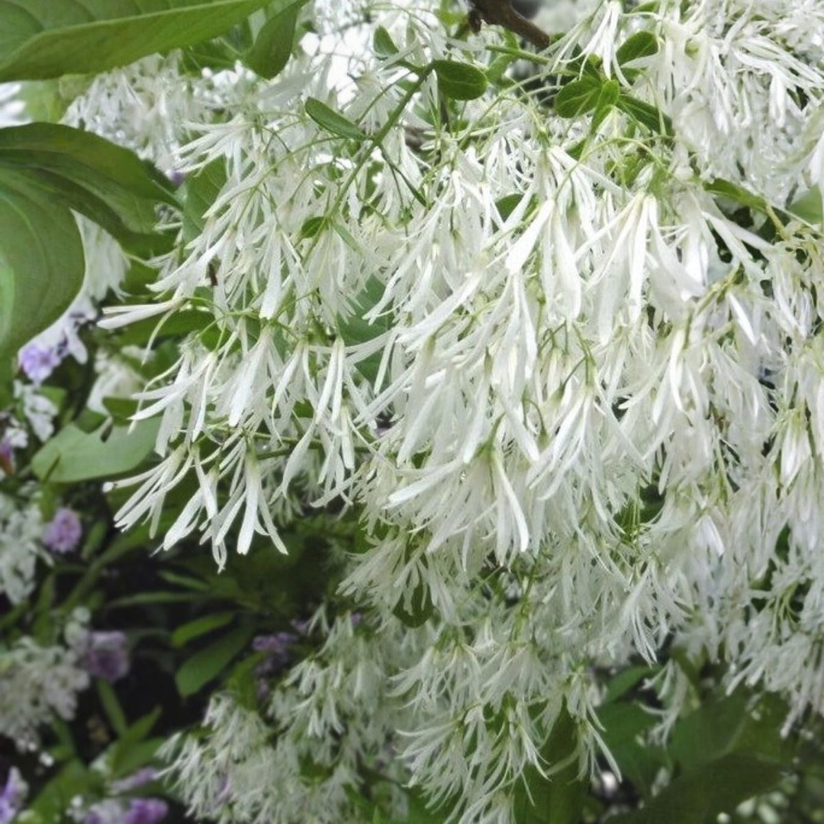 Fringe Tree Cuttings - 5+ Live Chionanthus virginicus Rare Ornamental Tree for Gardens and Landscaping