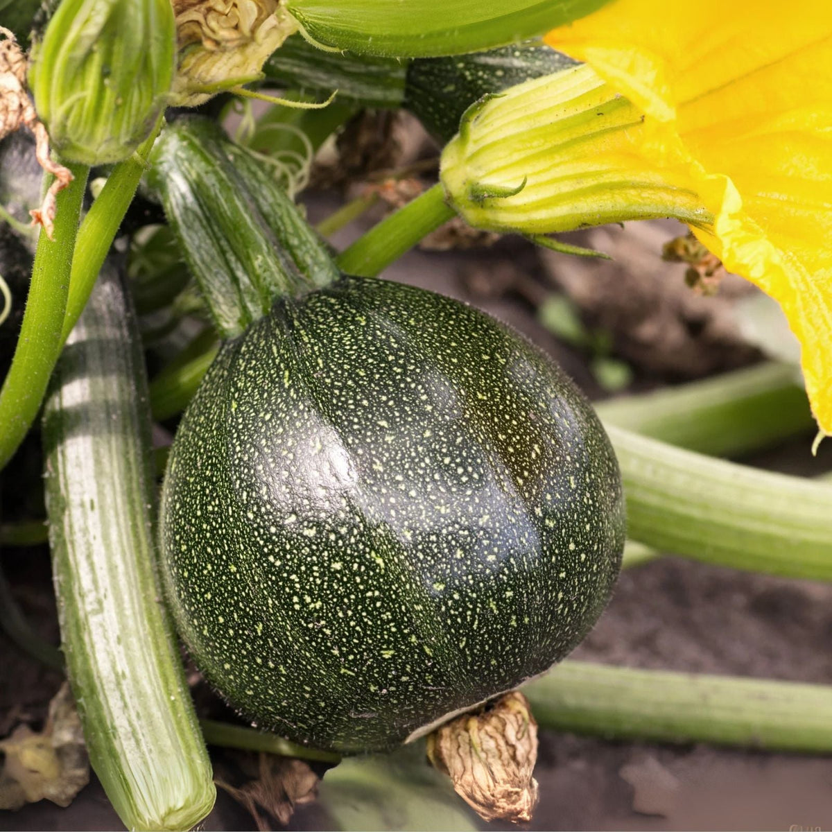 Round Zucchini Live Plants 2 Pack in 4 Inch Pot Round Squash for Home Gardening Cucurbita pepo