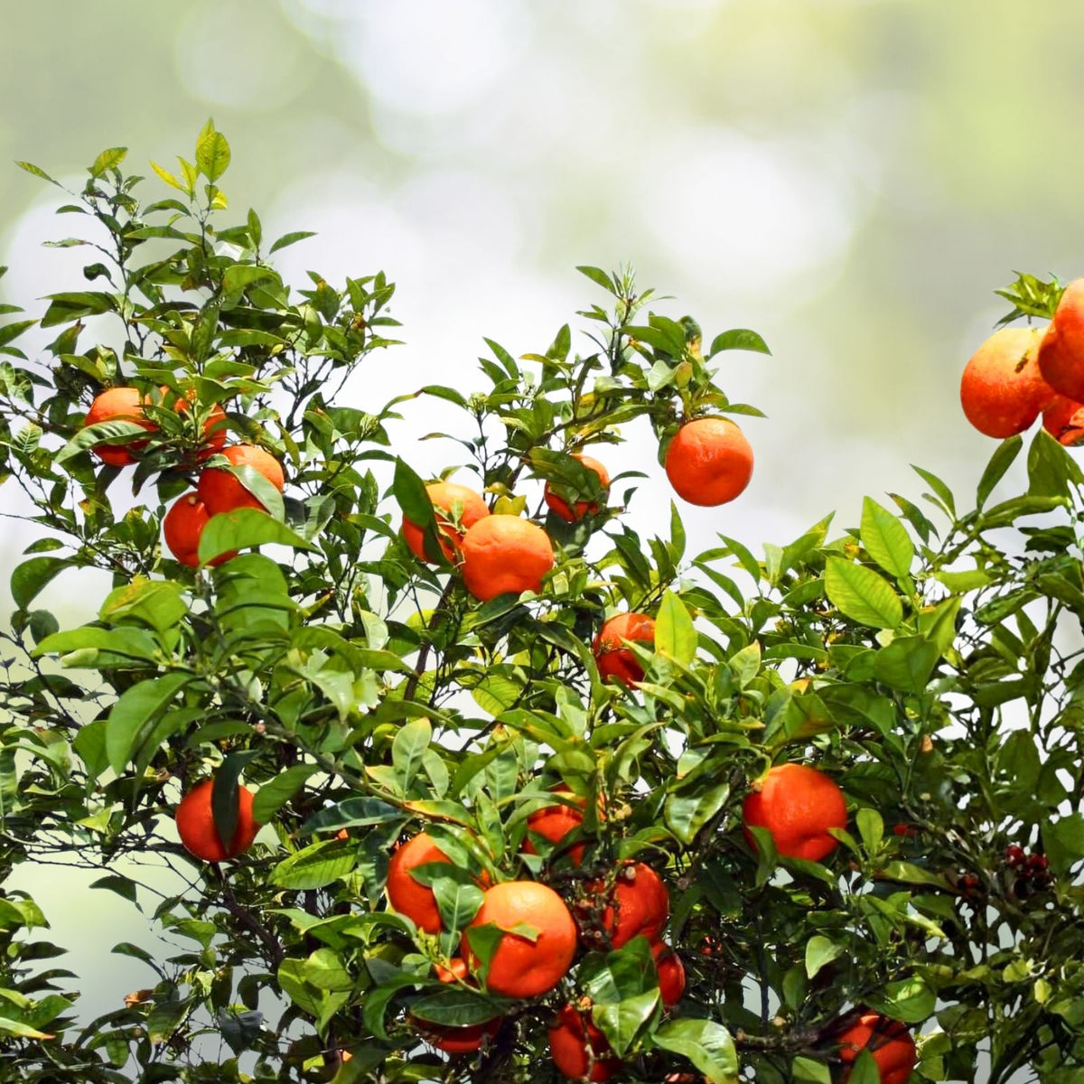Variegated Minneola Tree 2-3 Feet - Grafted Citrus Reticulata - Potted with Soil - Tropical Fruit Plant