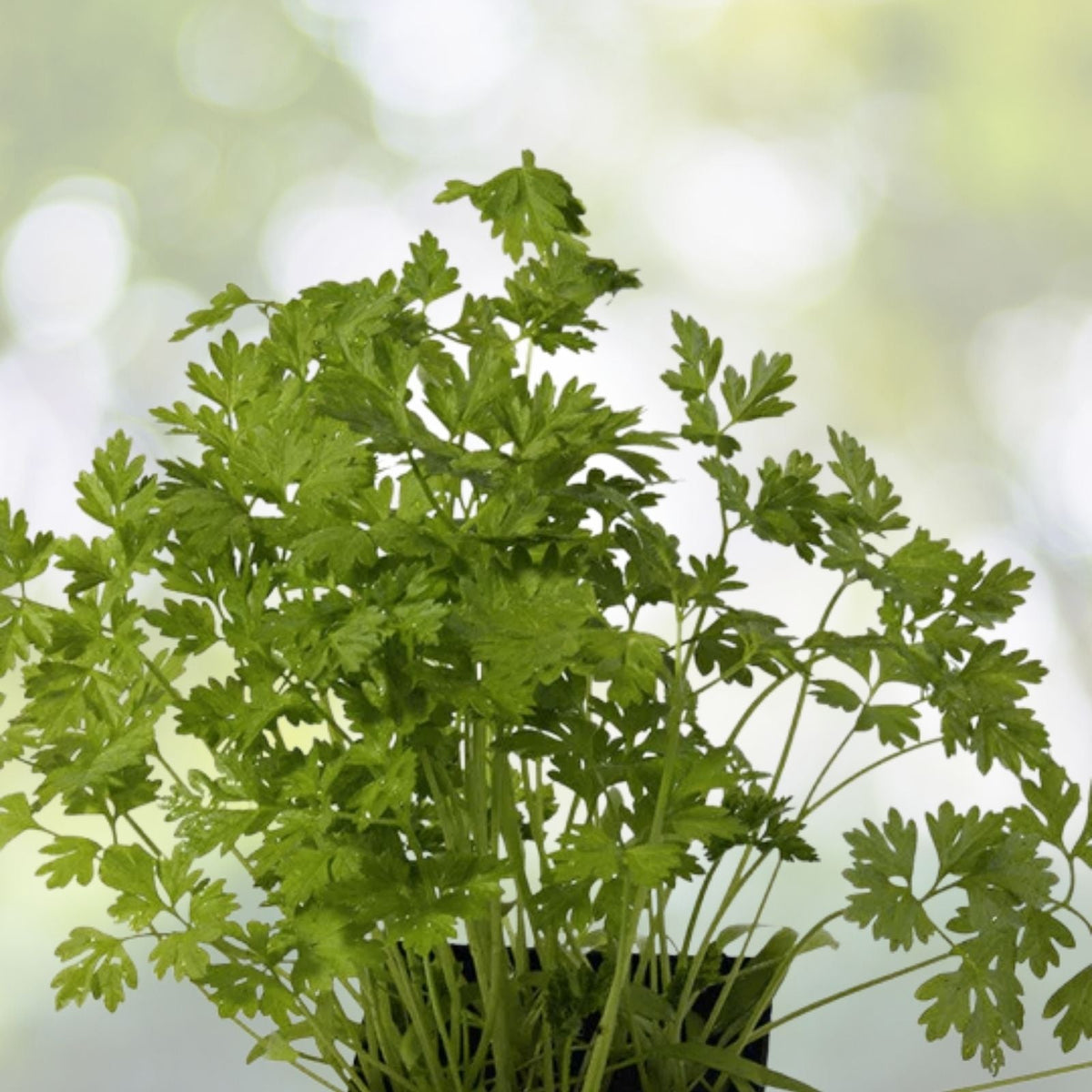 Winter Chervil Seeds - 500+ Count - French Parsley, Sweet Sicily - Gourmet Herb - USA